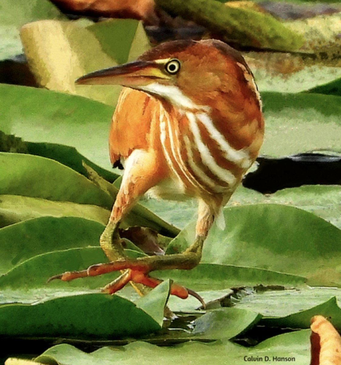 Least Bittern - ML639646152