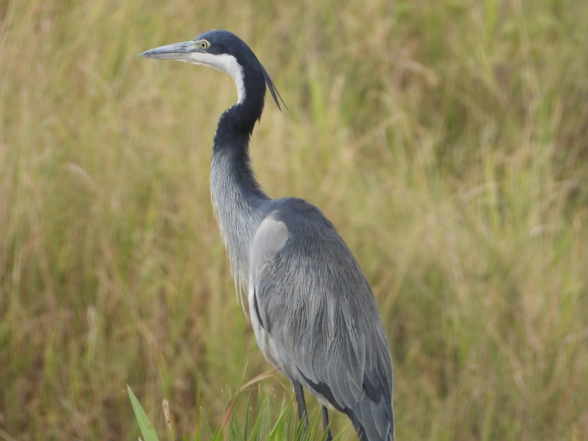 Black-headed Heron - ML639646183