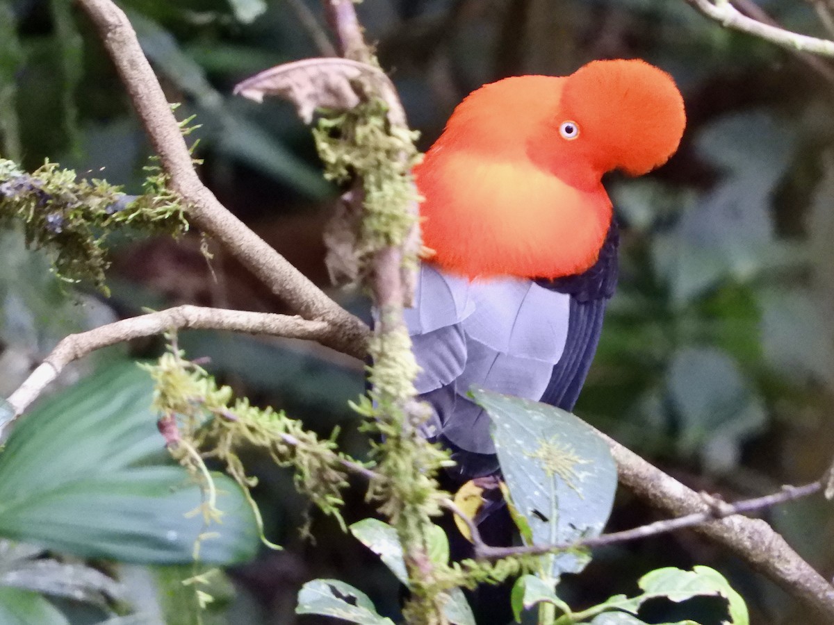 Andean Cock-of-the-rock - ML639646340
