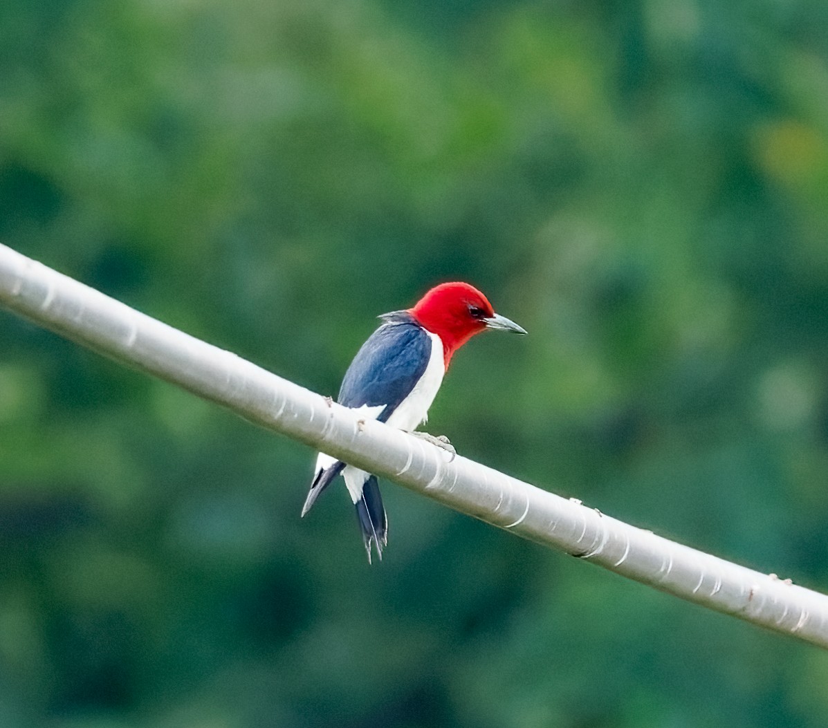 Red-headed Woodpecker - ML639646346