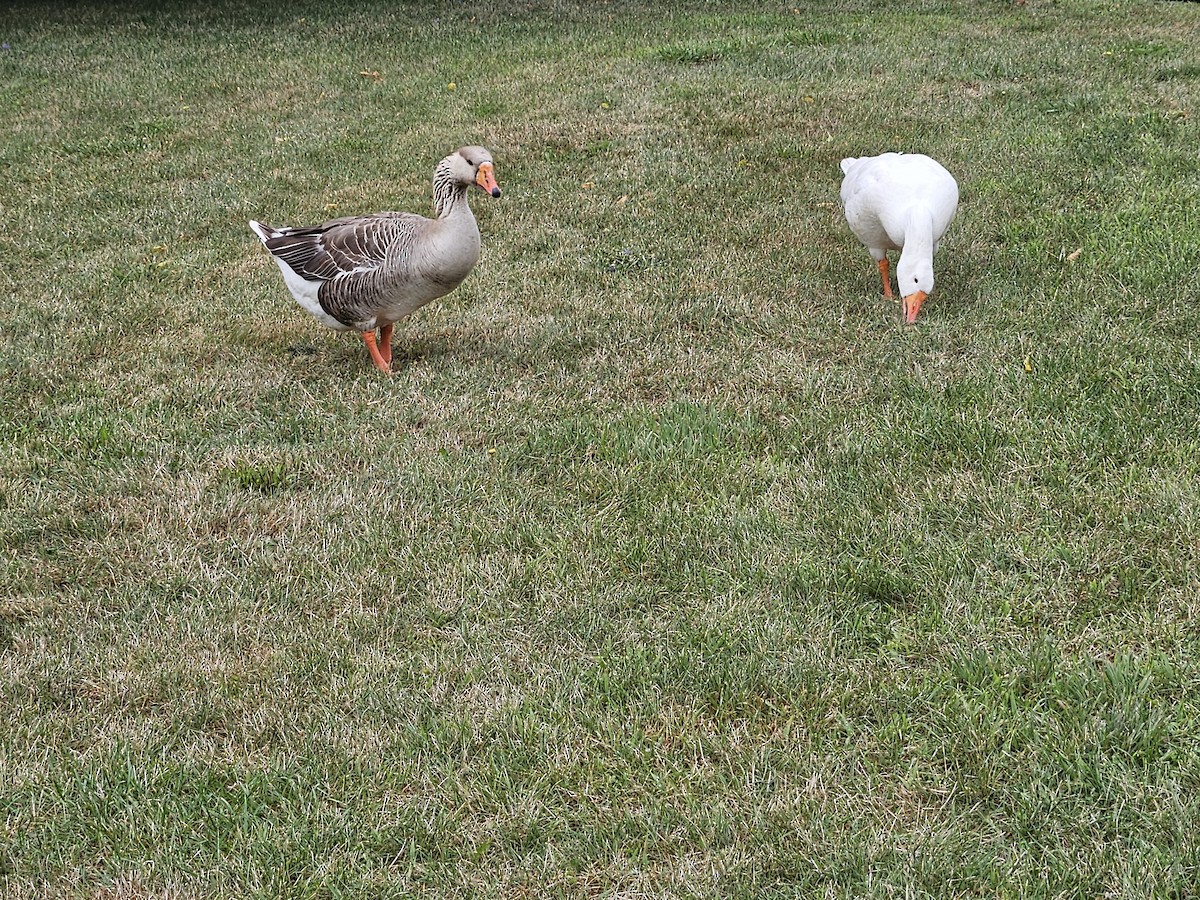 Graylag Goose - ML639646358