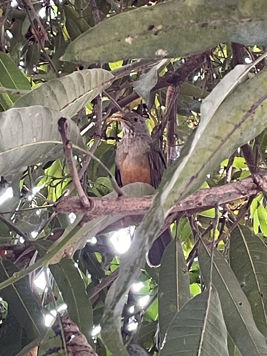 Rufous-bellied Thrush - ML639646364