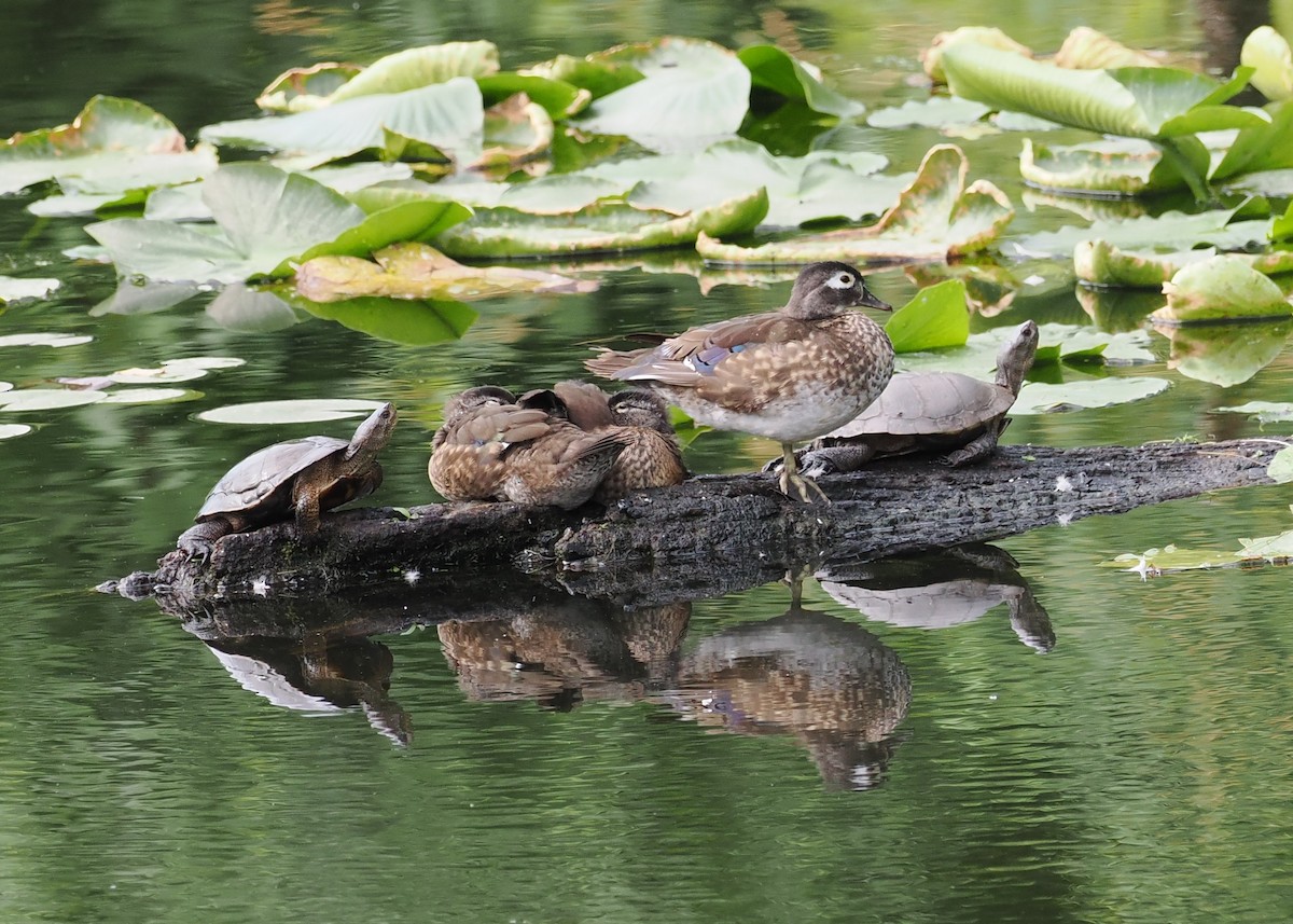 Wood Duck - ML639646399