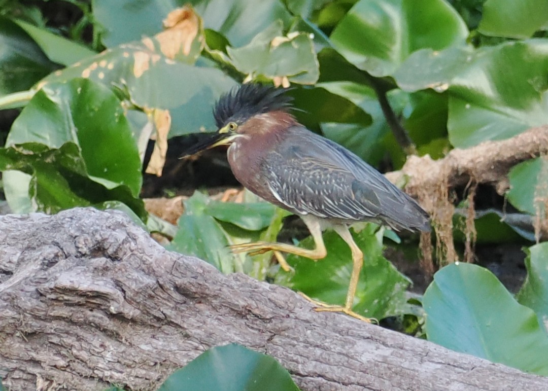 Green Heron - ML639646410