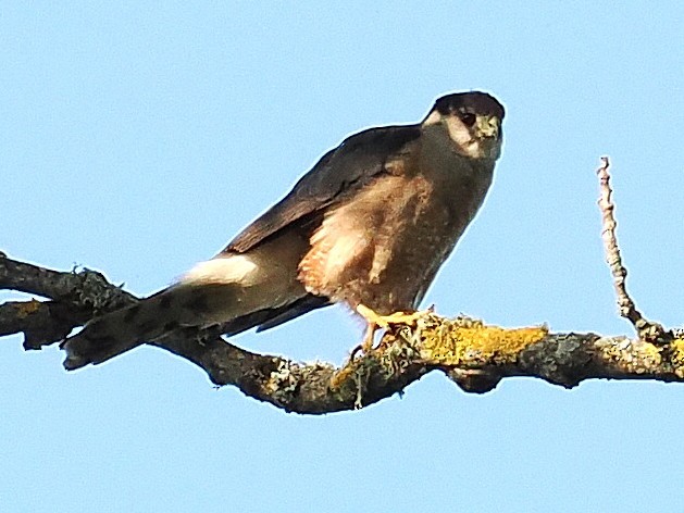 Cooper's Hawk - ML639646433
