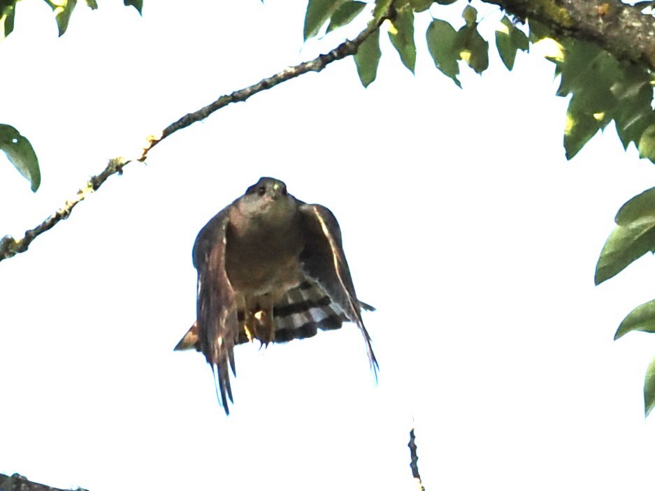 Cooper's Hawk - ML639646435