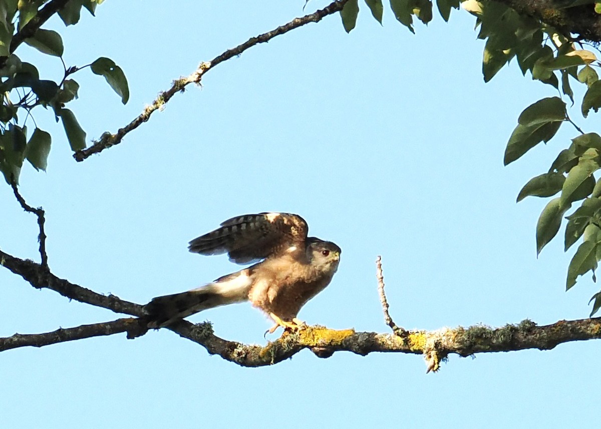 Cooper's Hawk - ML639646436