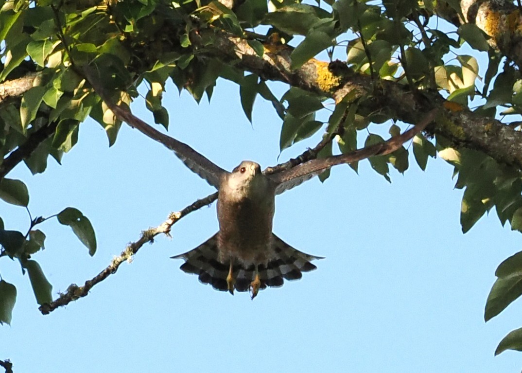 Cooper's Hawk - ML639646437
