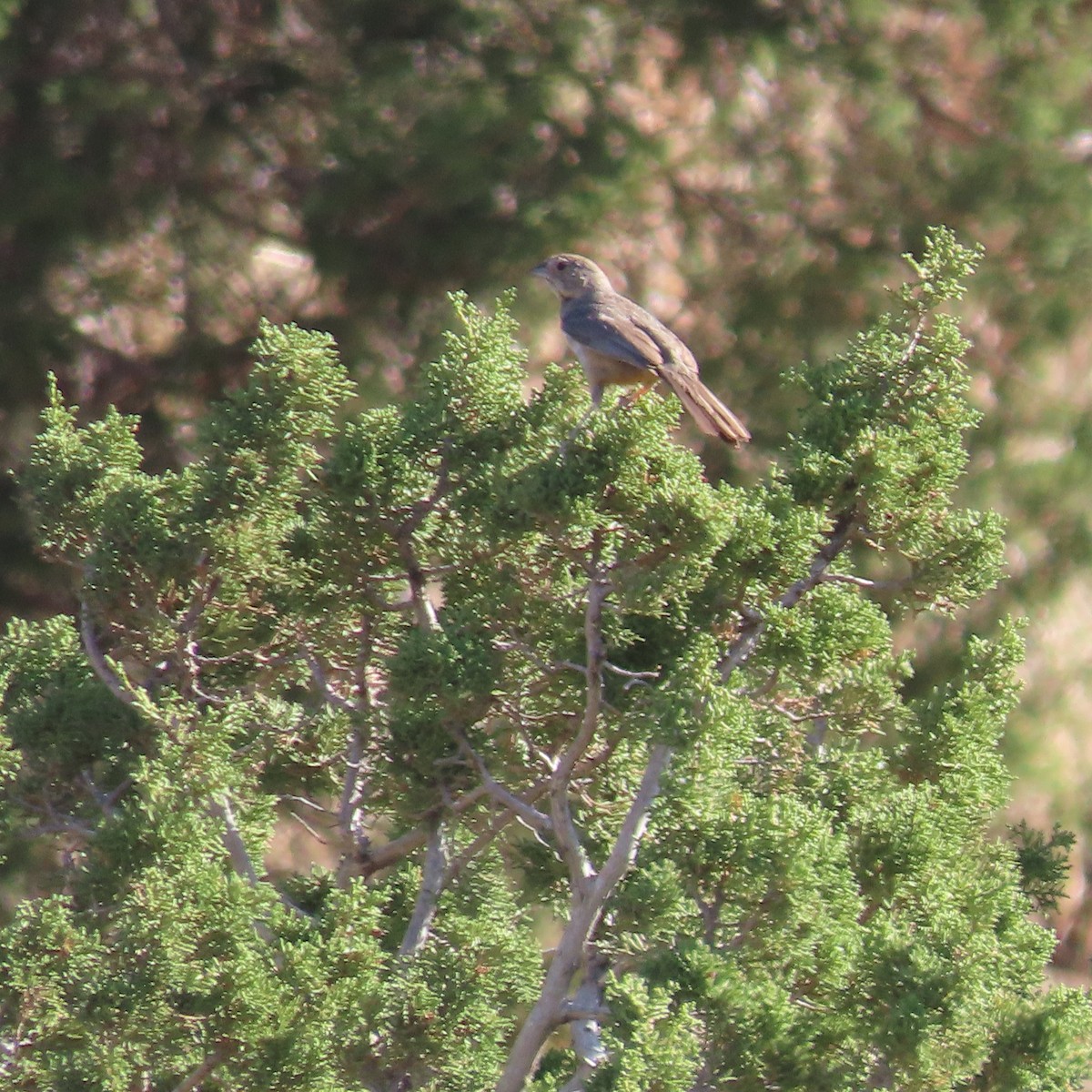 Canyon Towhee - ML639646535