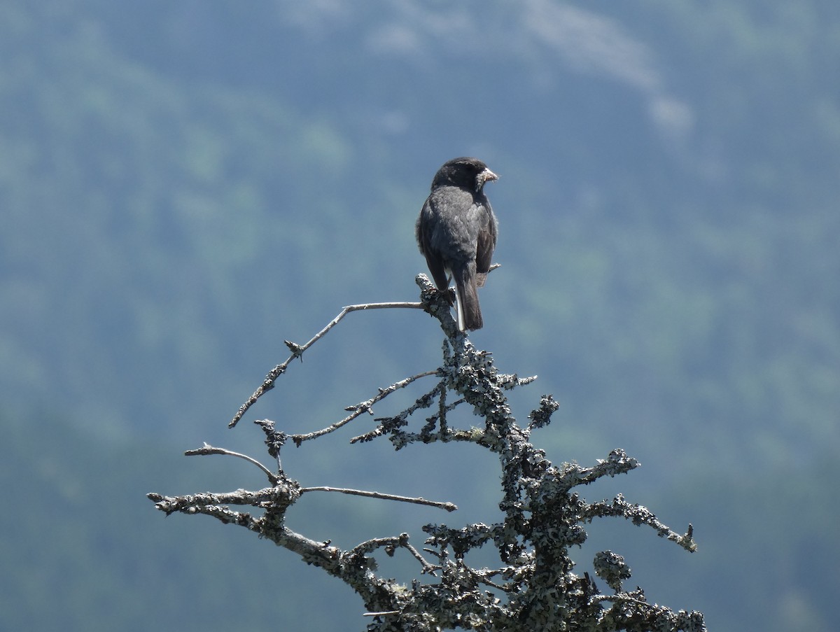 Dark-eyed Junco - ML639646790
