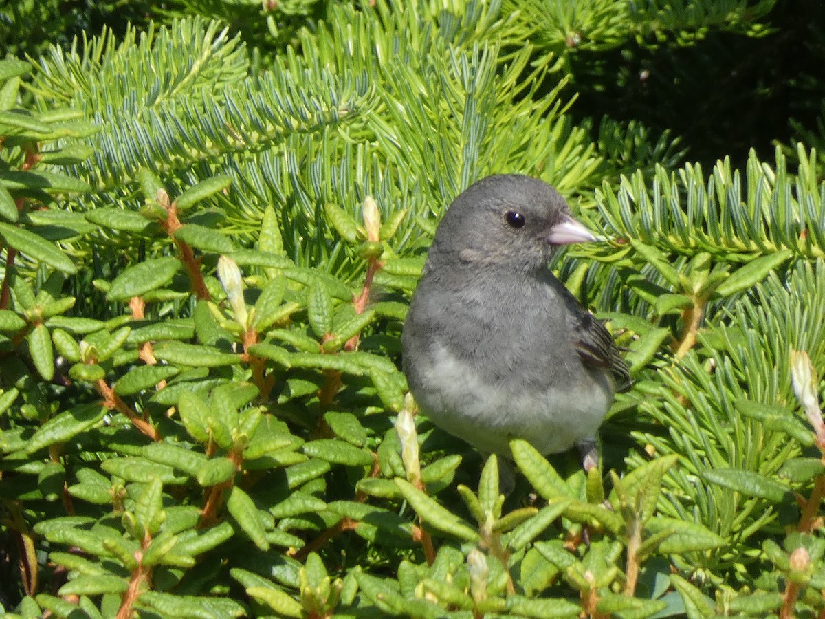 Dark-eyed Junco - ML639646793