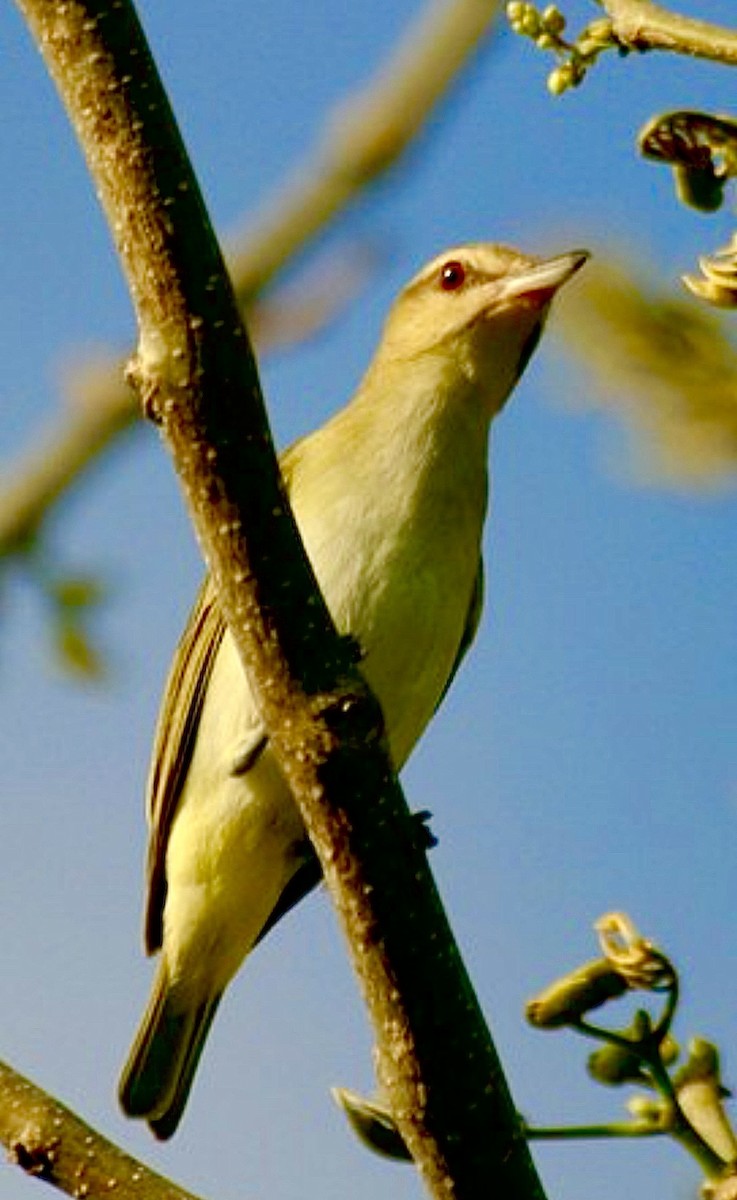 Black-whiskered Vireo - ML639646810