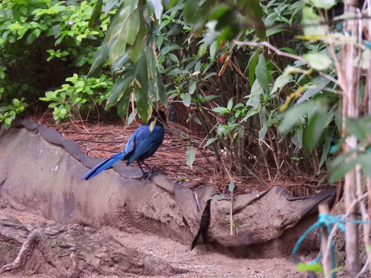 Bushy-crested Jay - ML639646930