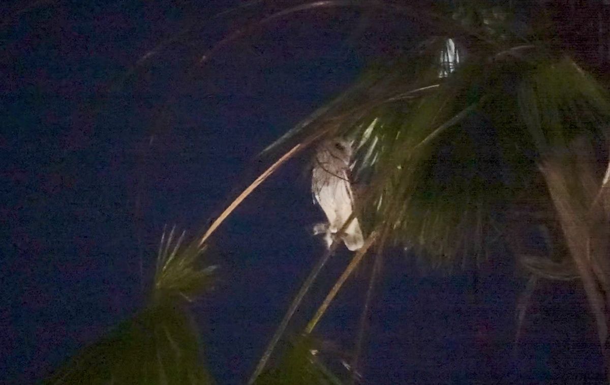 Eastern Barn Owl - ML639646940