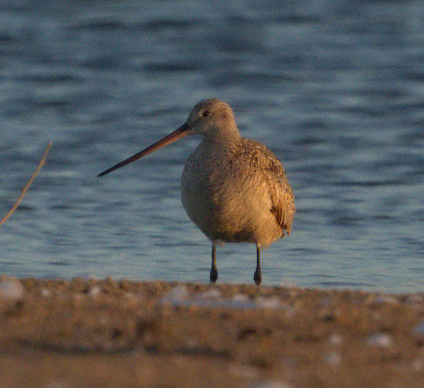 Marbled Godwit - ML639647033