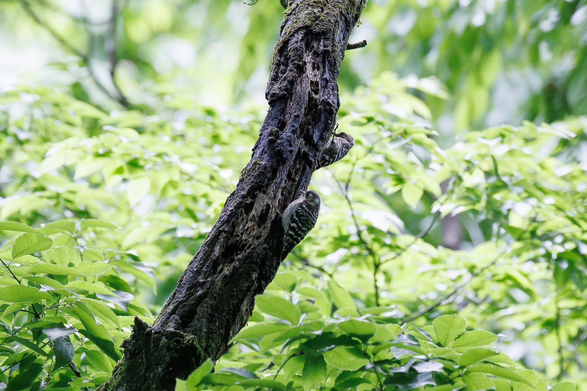Japanese Pygmy Woodpecker - ML639647056