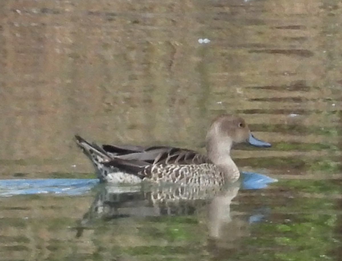 Northern Pintail - ML639647101
