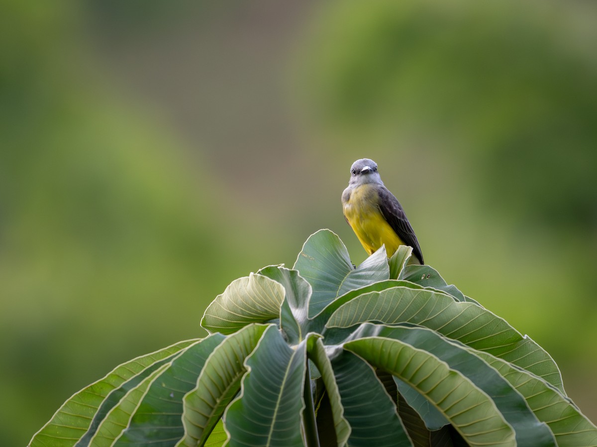 Tropical Kingbird - ML639647110