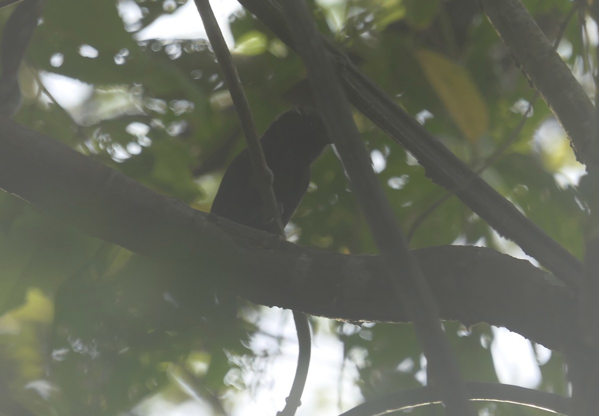 Black Antshrike - ML639647127