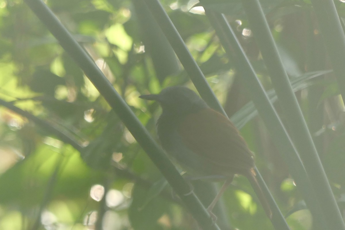 White-bellied Antbird - ML639647145