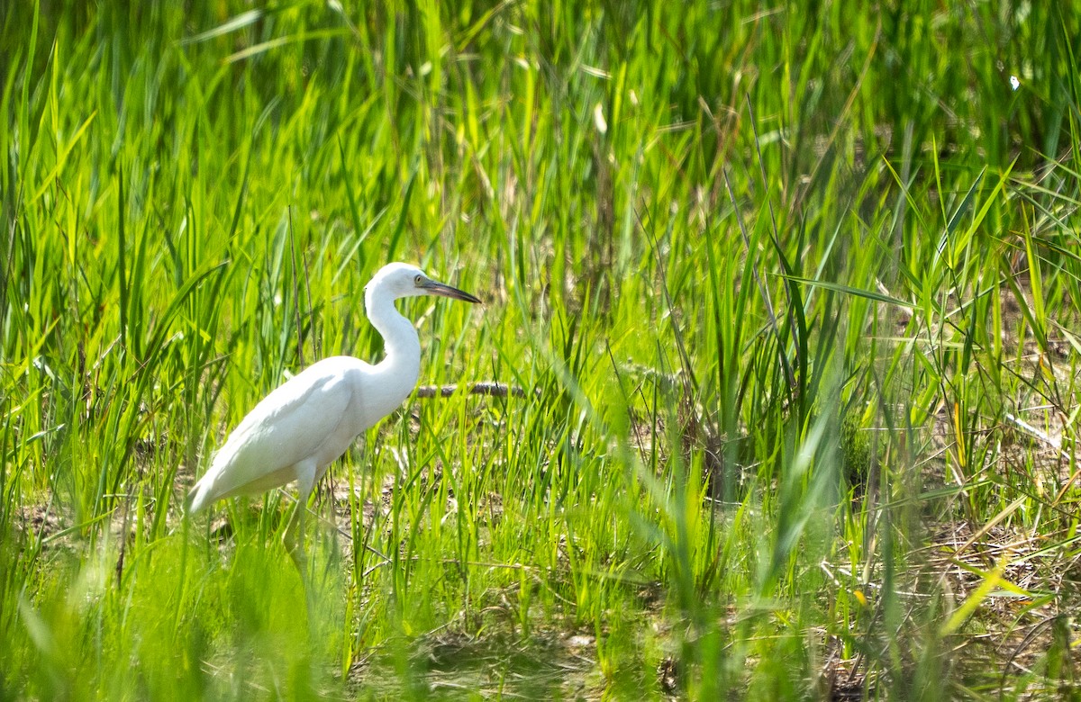 Little Blue Heron - ML639647149