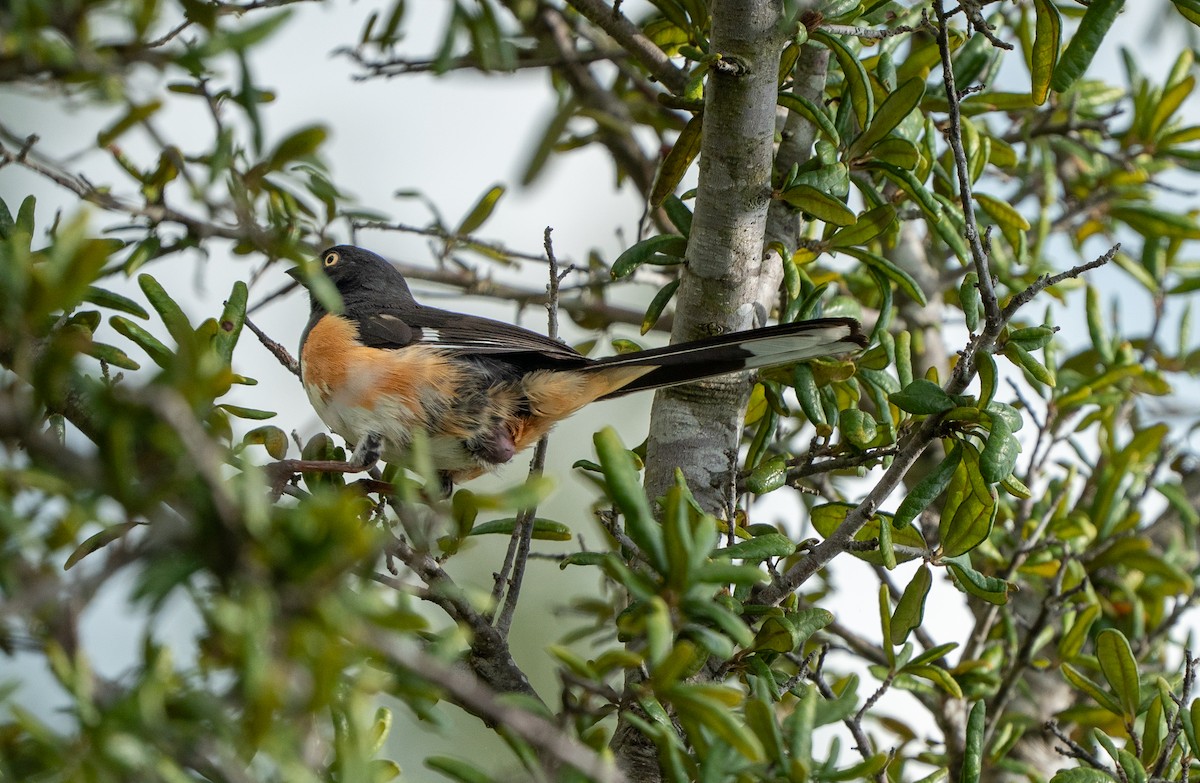 Eastern Towhee - ML639647157