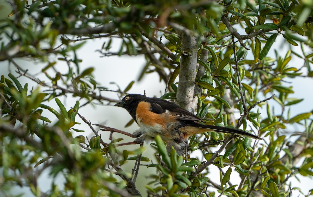 Eastern Towhee - ML639647158
