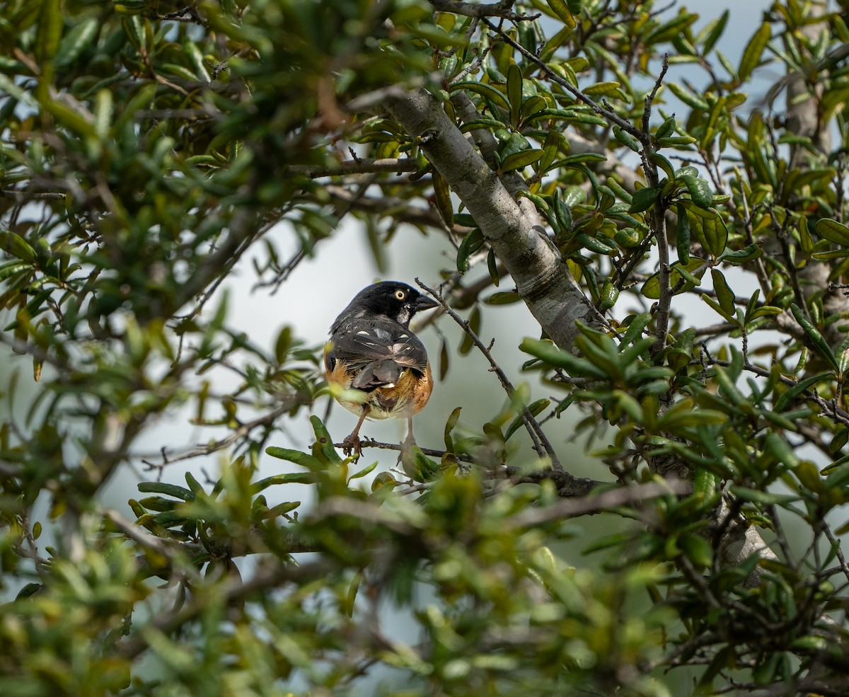 Eastern Towhee - ML639647159