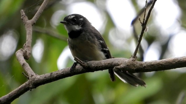 Gray Fantail - ML639647213