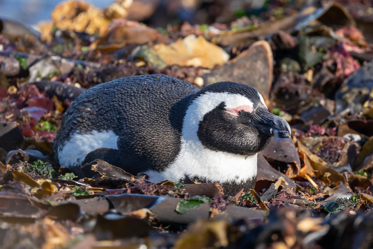 African Penguin - ML639647299