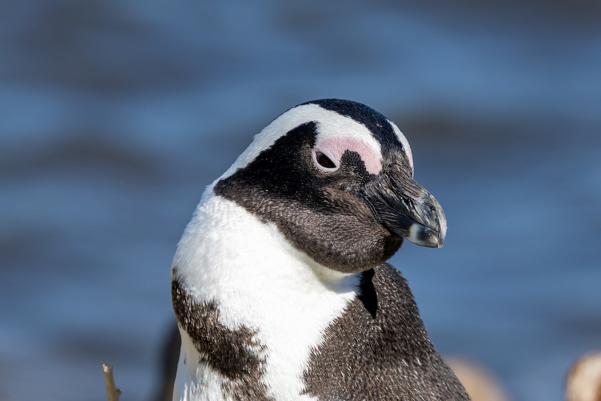 African Penguin - ML639647304