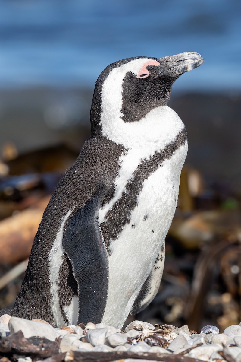 African Penguin - ML639647305