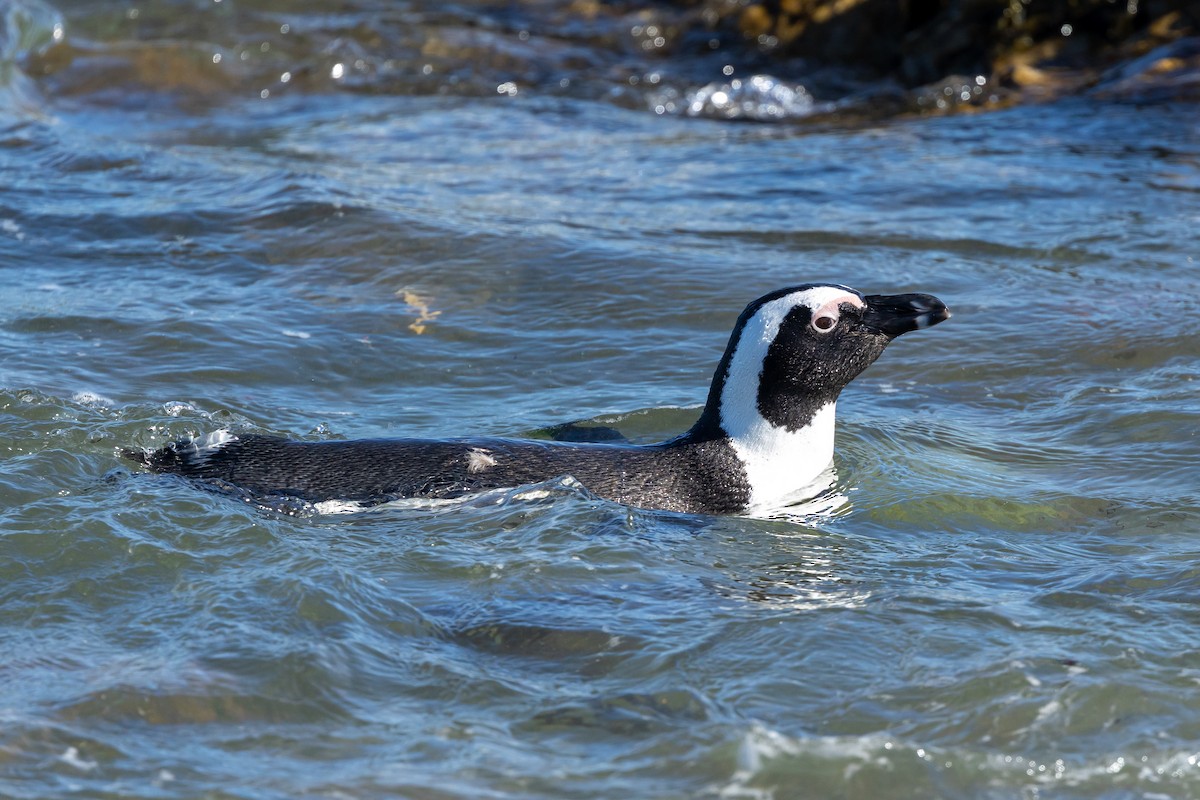 African Penguin - ML639647306