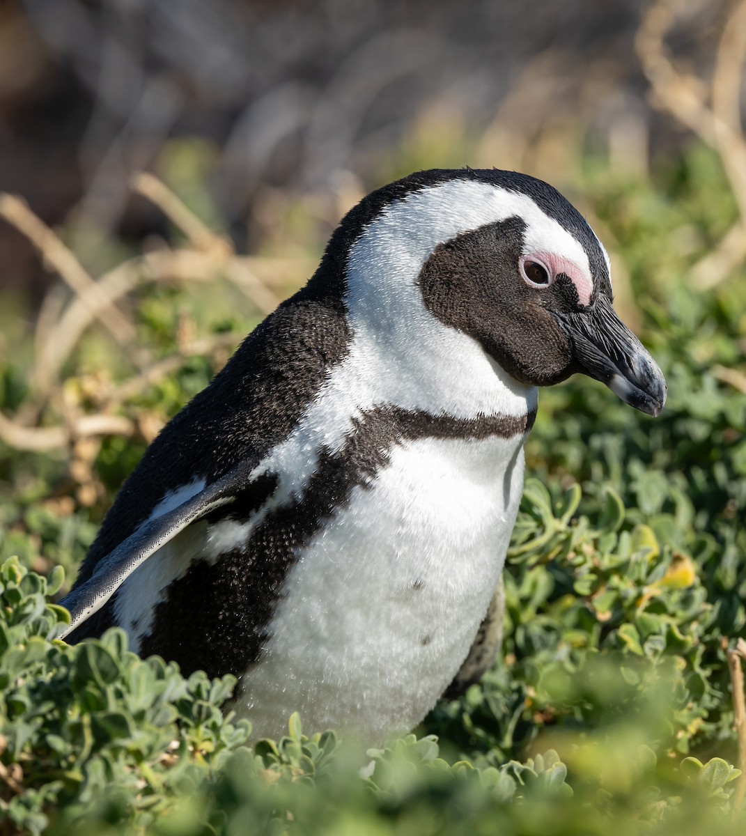African Penguin - ML639647307