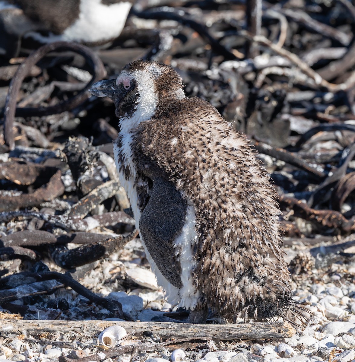 African Penguin - ML639647308