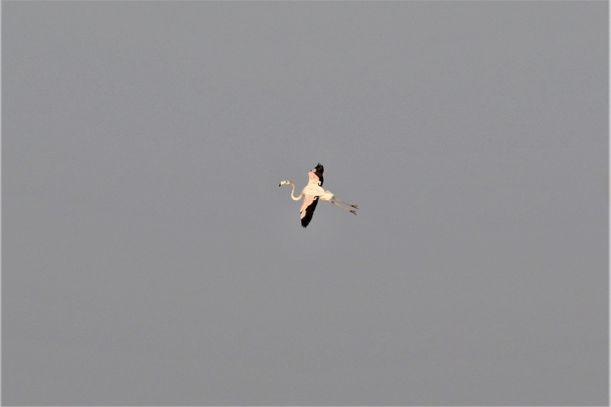 Flamingo - ML639647347