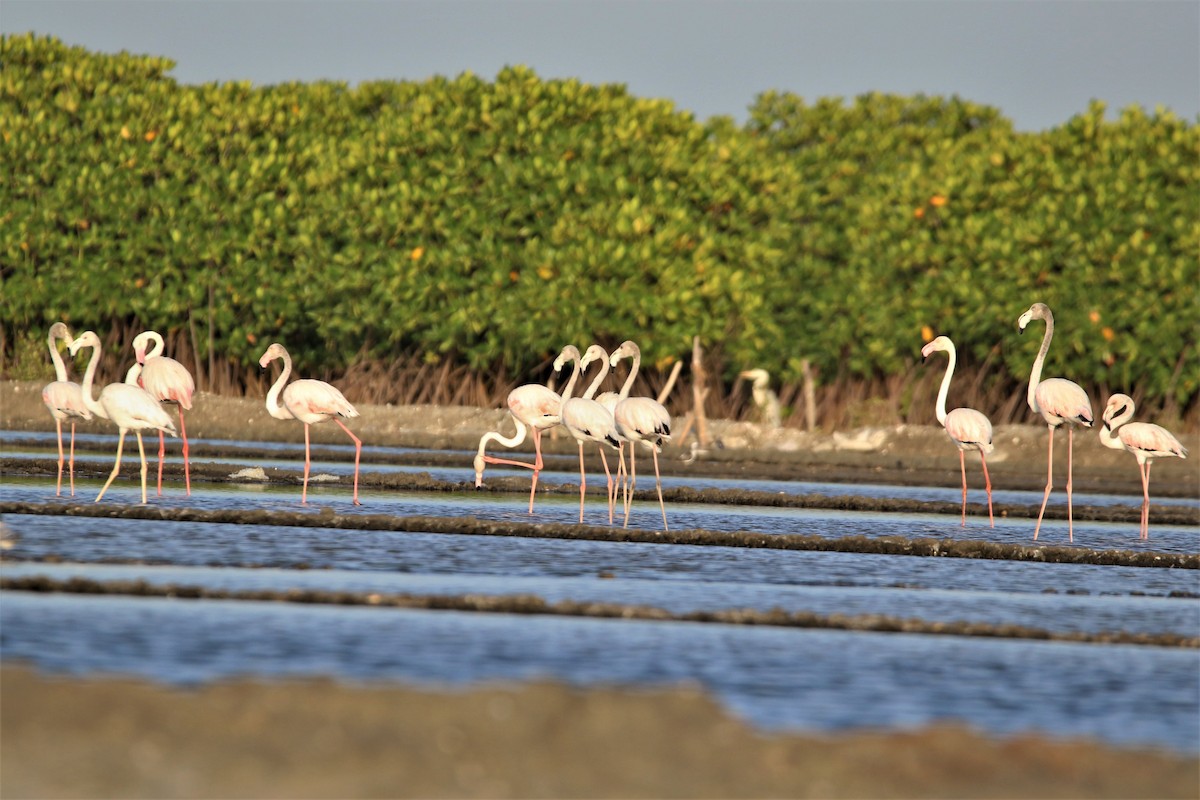 Flamingo - ML639647348