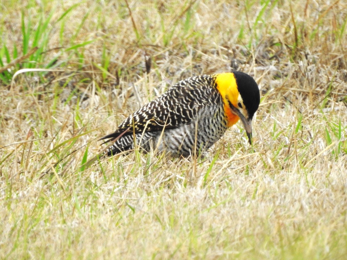 Campo Flicker - ML639647358