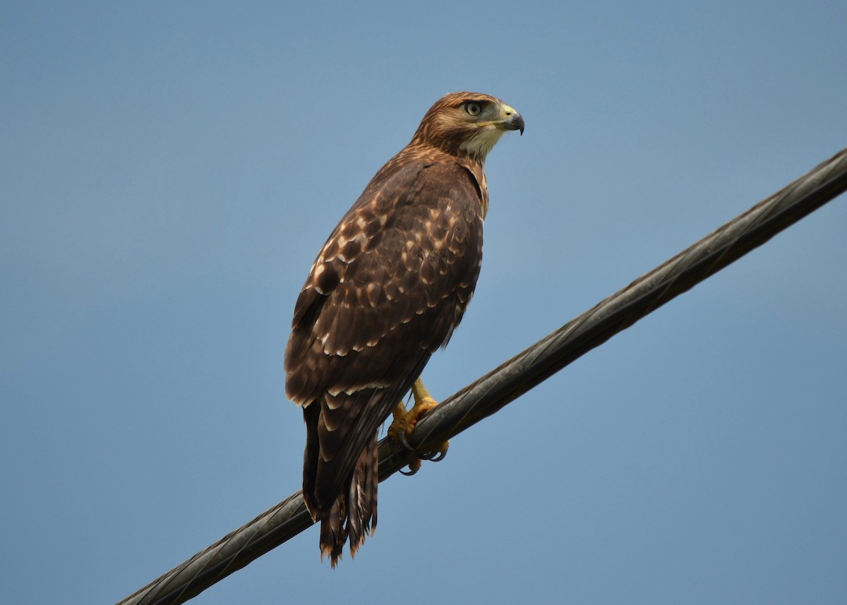 káně rudochvostá - ML639647365