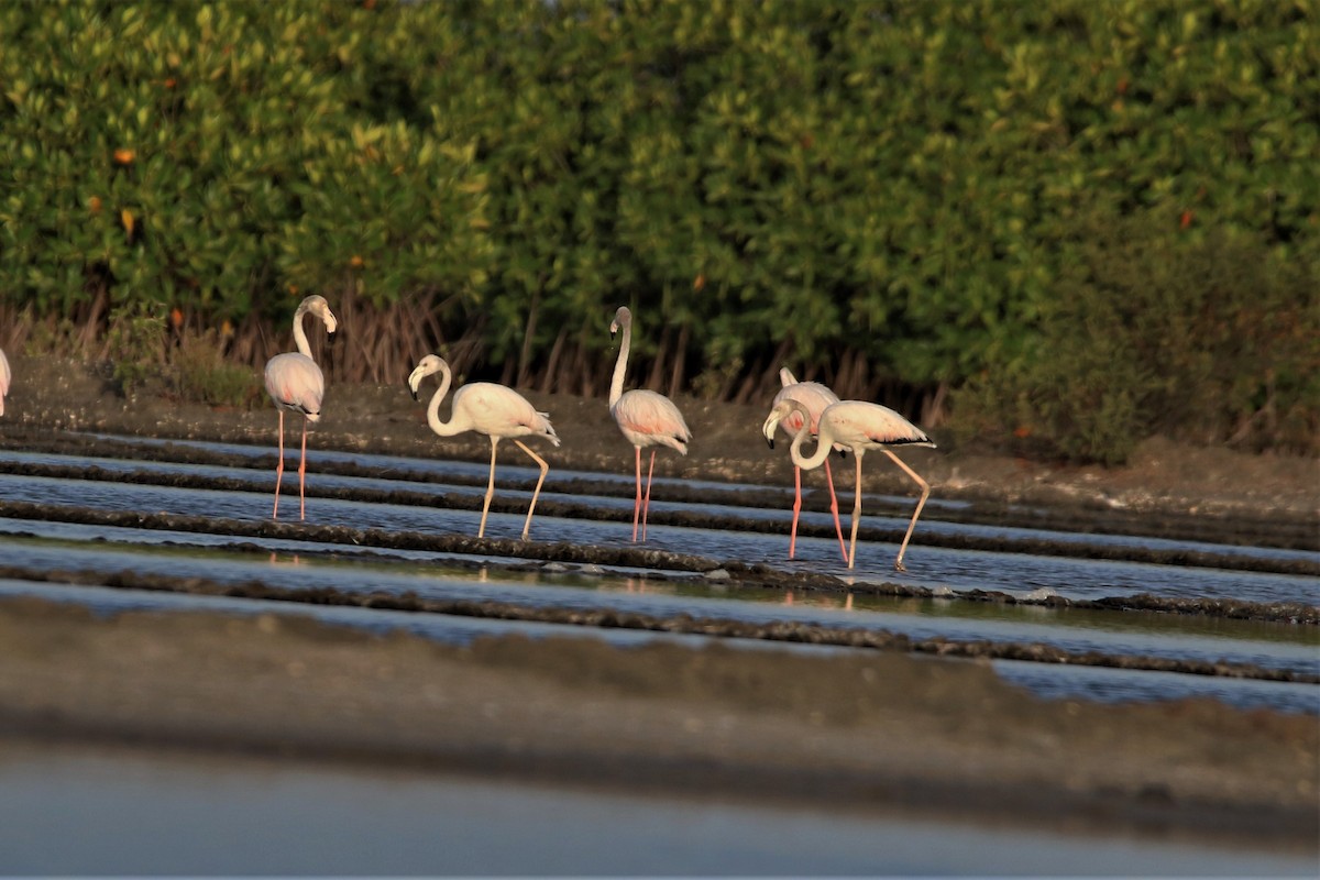 Flamingo - ML639647366