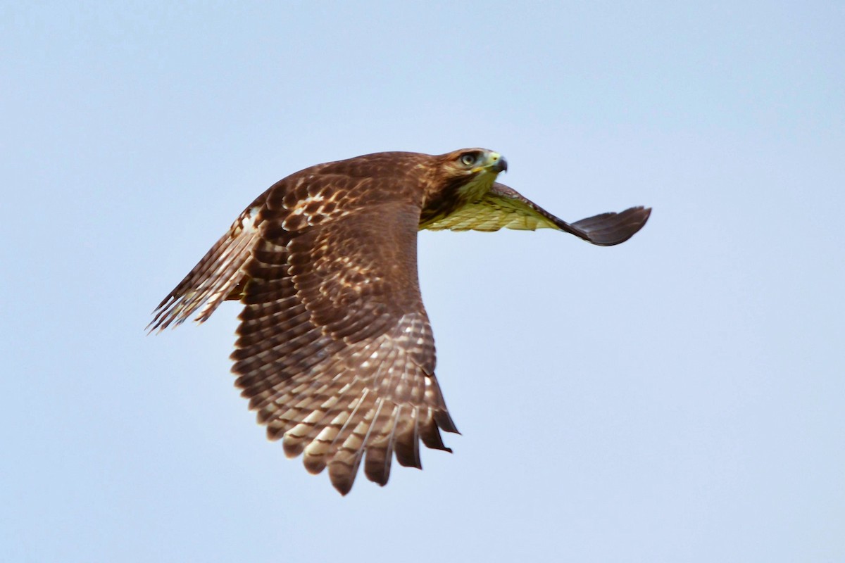 káně rudochvostá - ML639647369