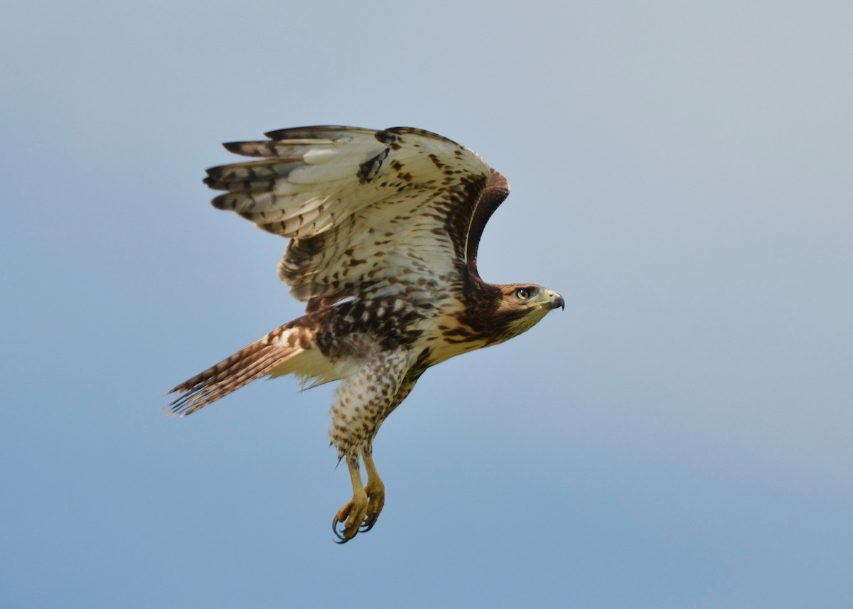 káně rudochvostá - ML639647370