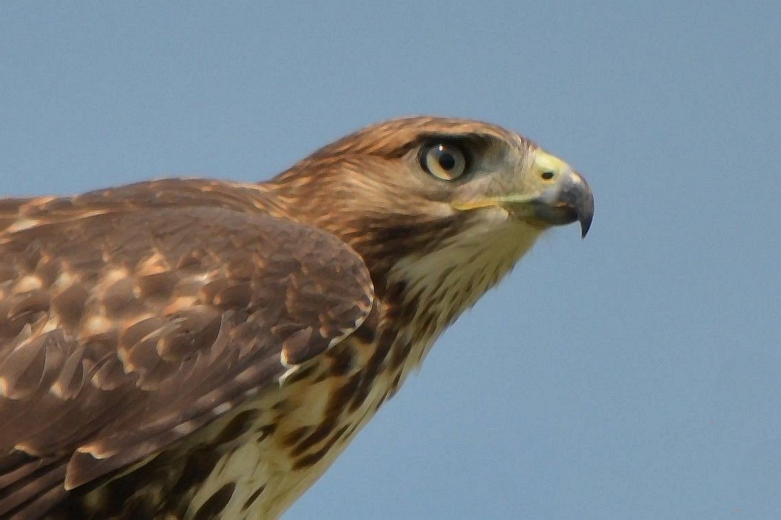 káně rudochvostá - ML639647374