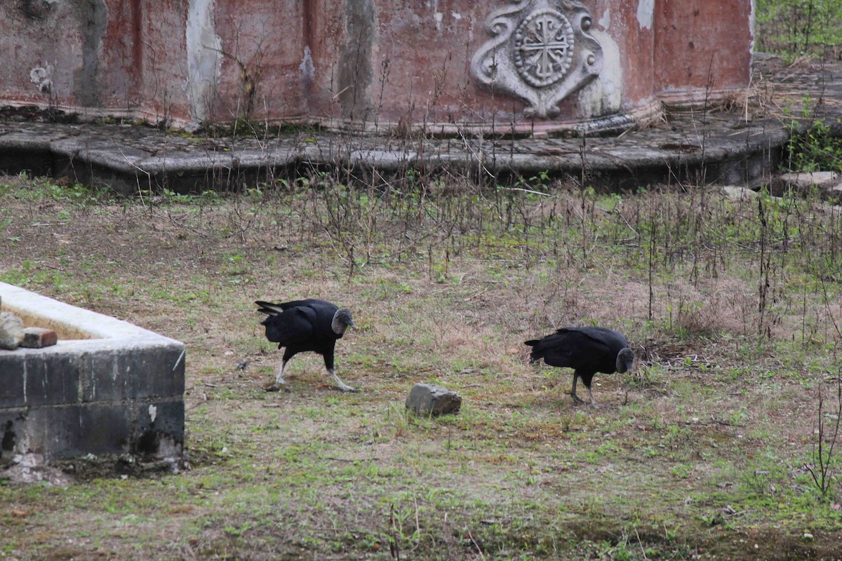 Black Vulture - ML639647493