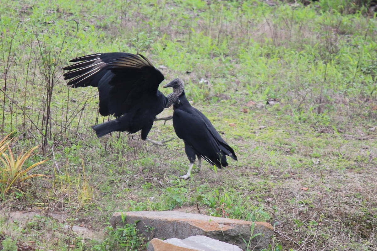 Black Vulture - ML639647519