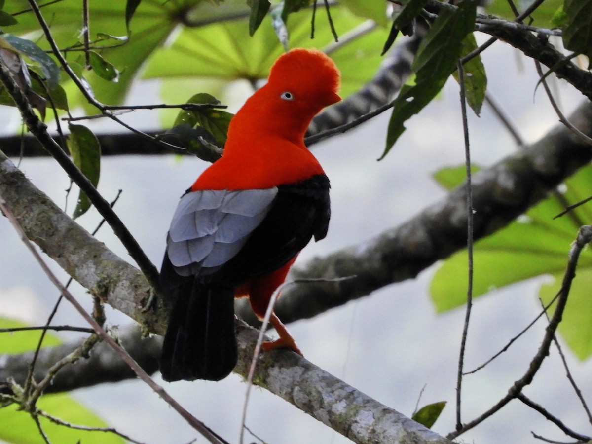 Andean Cock-of-the-rock - ML639647686
