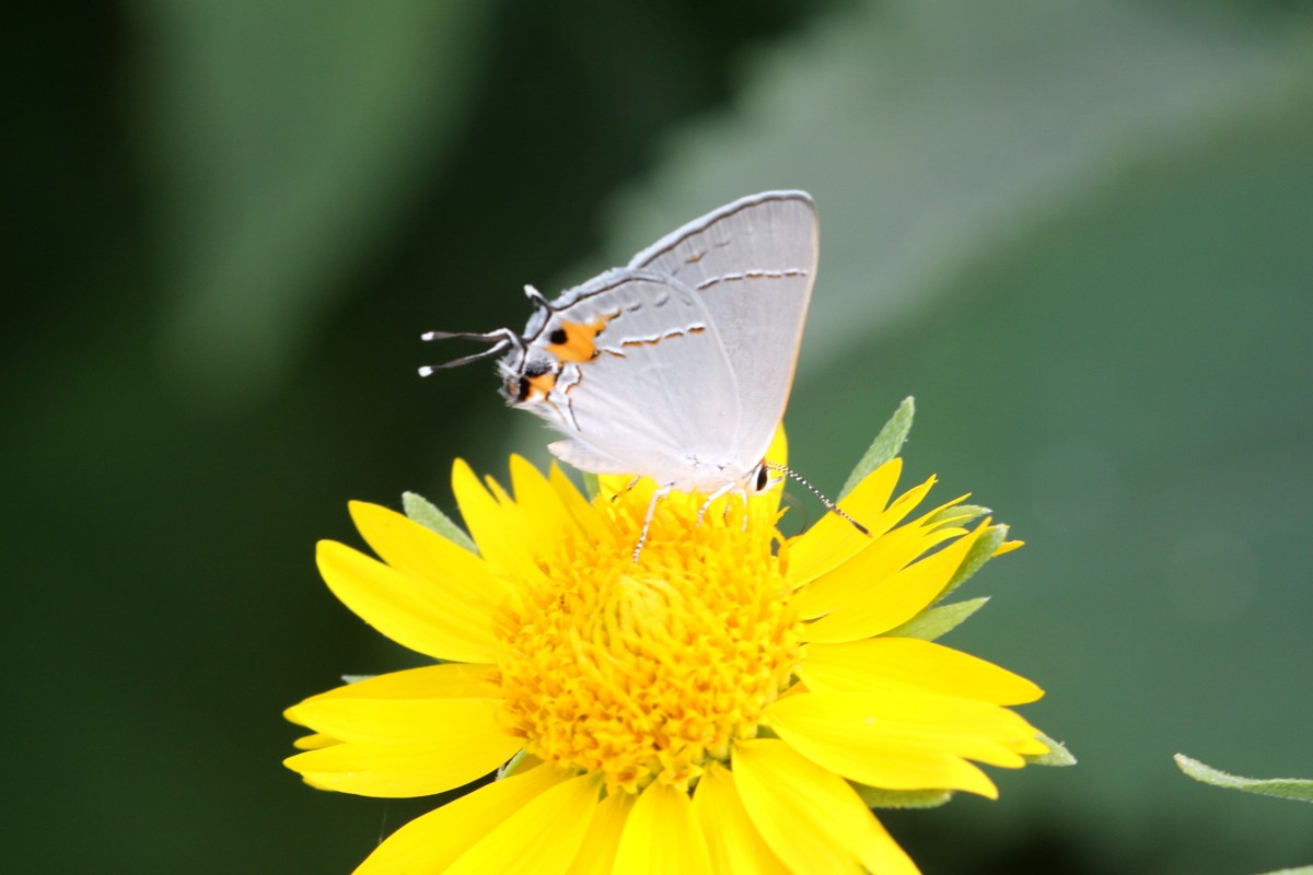 Gray Hairstreak - ML639647733
