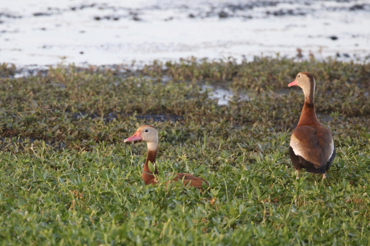 Black-bellied Whistling-Duck - ML639647738