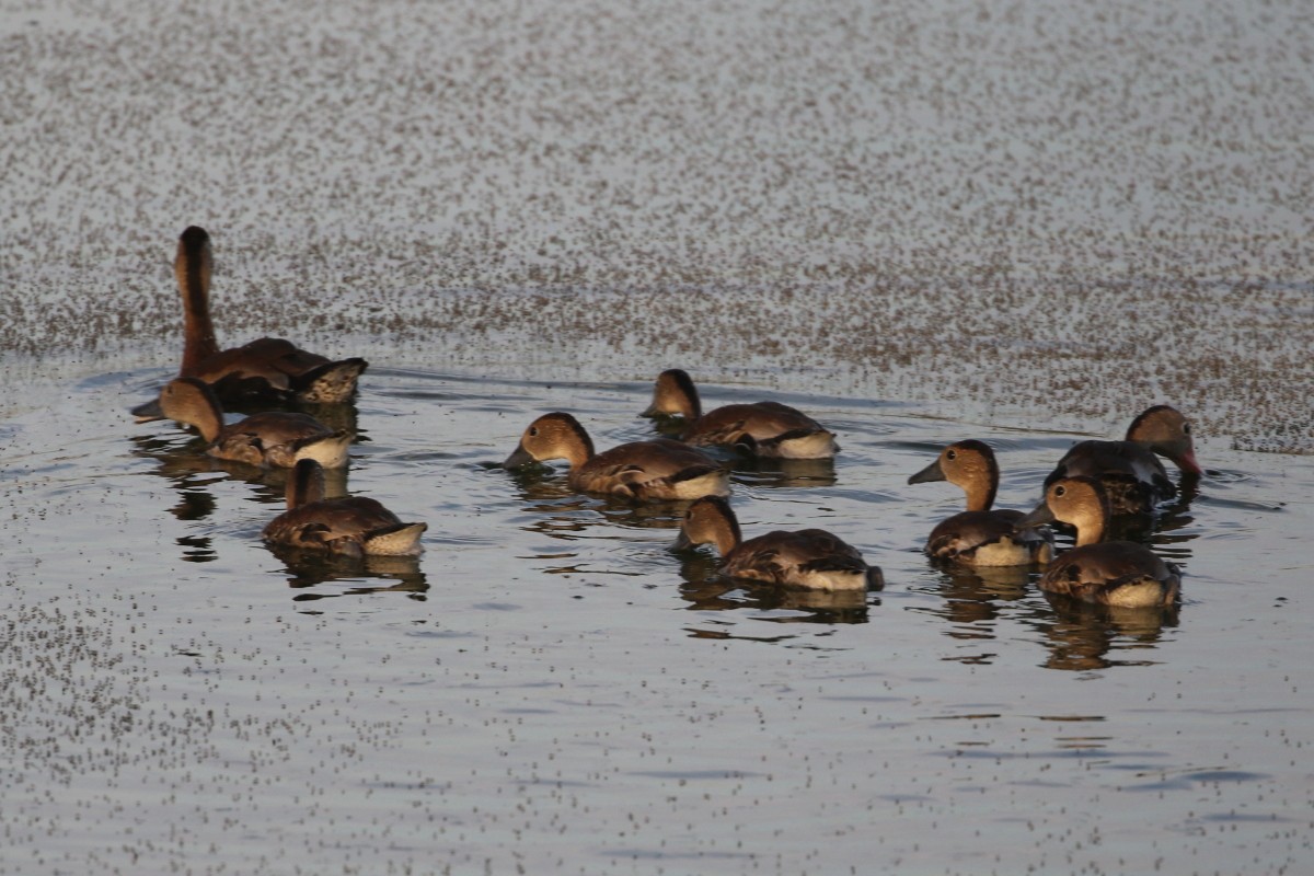 Black-bellied Whistling-Duck - ML639647739