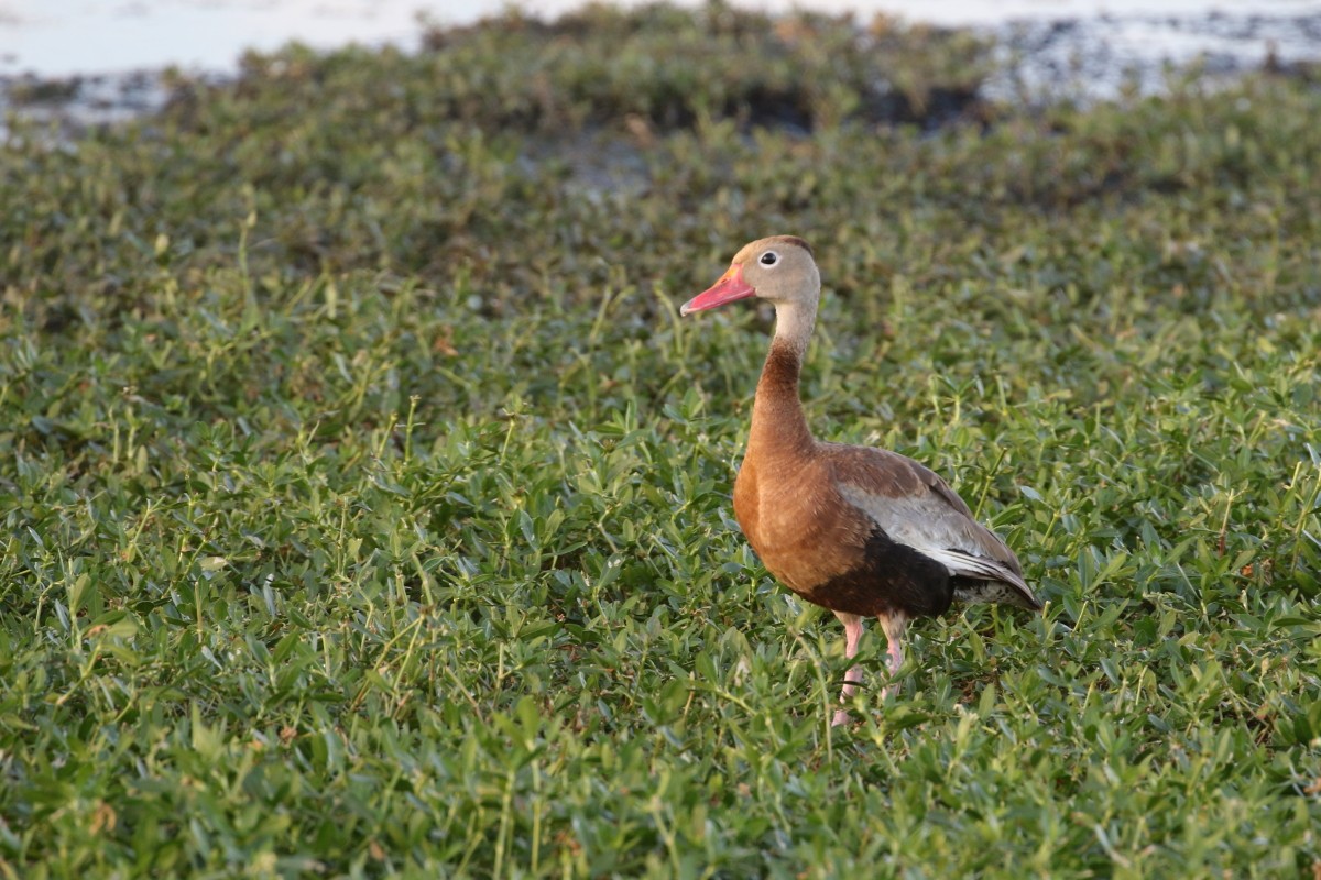 Black-bellied Whistling-Duck - ML639647740